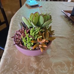 Succulent Arrangement In 8in Wide Ceramic Pot