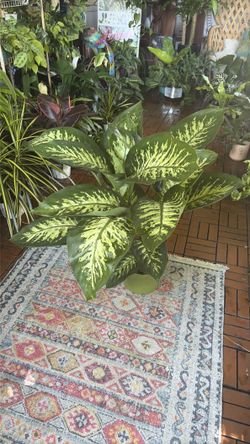 Dieffenbachia Tropic Snow tropical houseplant 8”