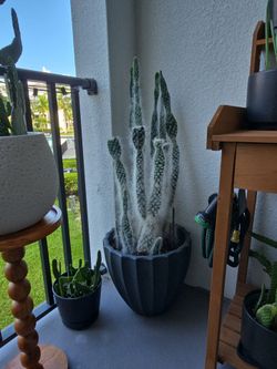 Furry Cactus