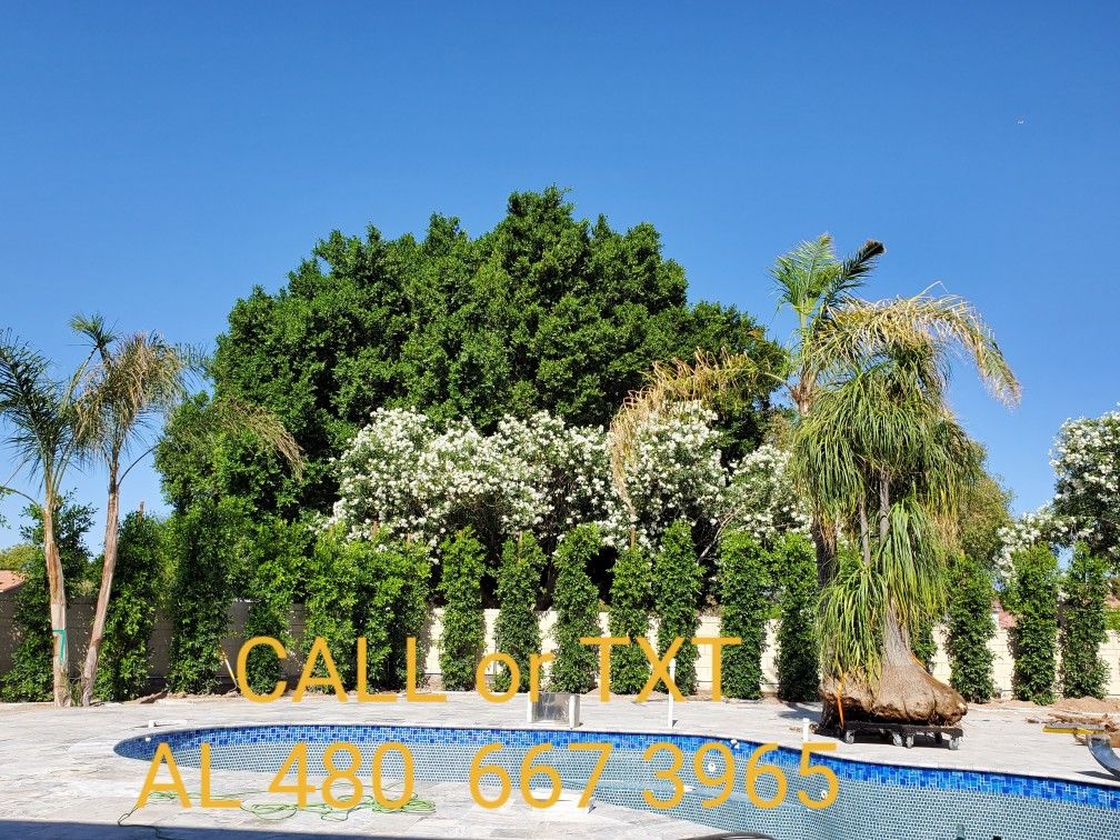 FICUS NITIDA aka INDIAN LAUREL COLUMNS
FICUS NITIDA INDIAN LAUREL COLUMNS HOLLYWOOD HEDGE PRIVACY WALL FAST GROWING LOW MAINTENANCE