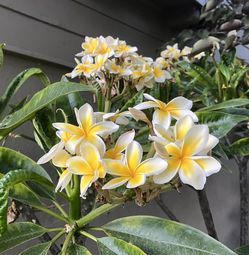 Plumeria Branches