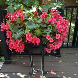 Begonia Plant