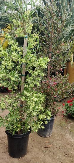 dononeas plant