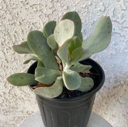 1 Gallon Pot Succulent Plant - Cotyledon Orbiculata - Silver Pig’s Ear - White Lady - Rooted & Established 🪴- Drought Resistant
