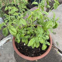 Basil Plant 