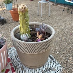 Totem And Succulent Variety 