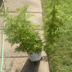 Citronella Mosquito Plant 🪴 