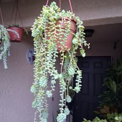 Long Donkey Tails Succulent Plant $28