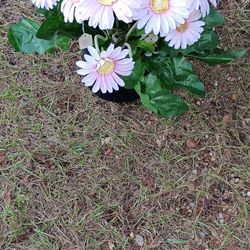 Brand New Flowers