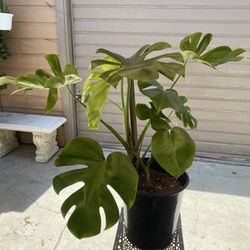 5 gallon monstera deliciosa 