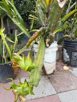 White dragonfruit 5 gallon pot
