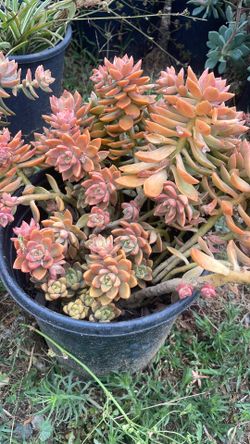 Graptopetalum ( Ghost Plant)