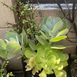 Beautiful Plant In Pot 