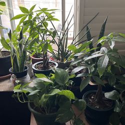 *PLANT SALE *  Get Ready to Greenify Your Space!  *Variety of Indoor & Outdoor Plants*  Succulents, Cacti, Ferns, birds of paradise, ponytails and mor