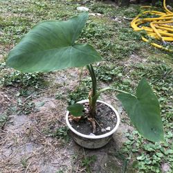 Elephant Ear Plant 