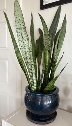 Beautiful Snake Plant 