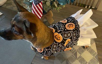 Halloween Dog Dress Or Bandana