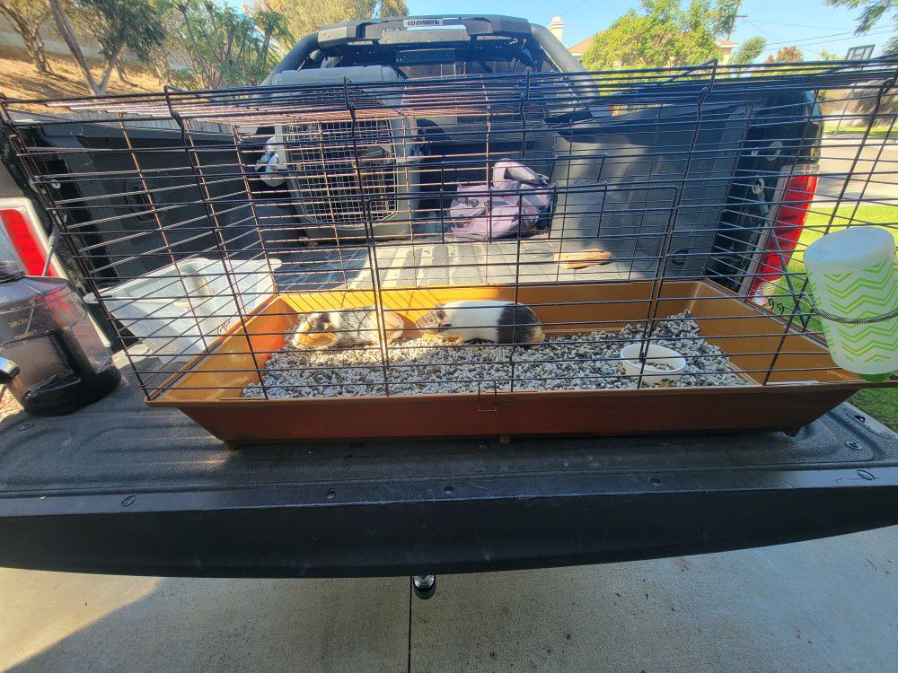 Two FREE Guinea pigs and cage