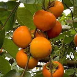 Persimmon