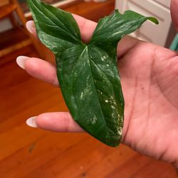 Variegated Syngonium