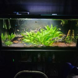 Full Aquarium Setup 