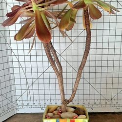 Mature Aeonium Triplet Plant 22" See Description Below