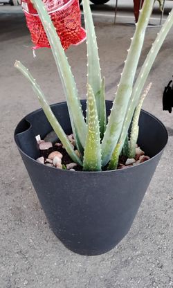 Plants they are growing