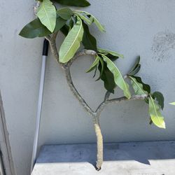 White Plumeria Cutting 