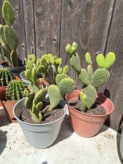 Cactus plants