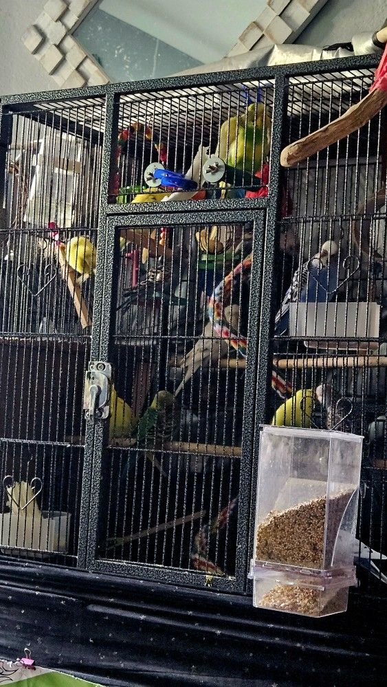 'Bird' Cage