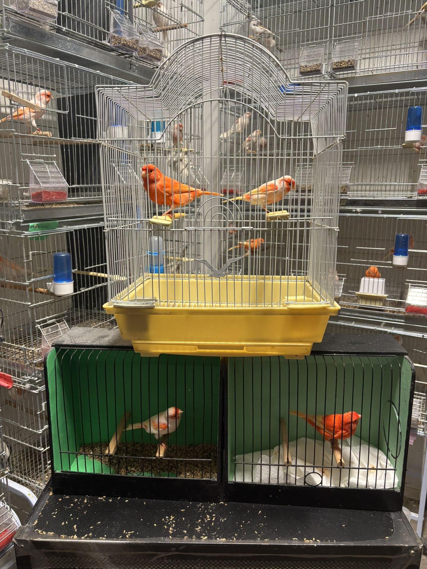 Bird Cage