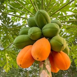 Papaya Fruit Tree 