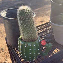 Cactus
