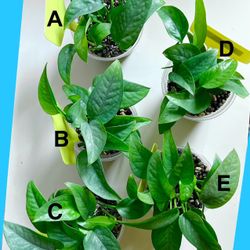 Cebu Blue Pothos