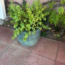 Succulents In Large Glazed Pot 