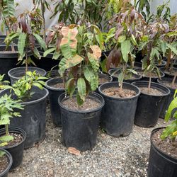 mango criollo