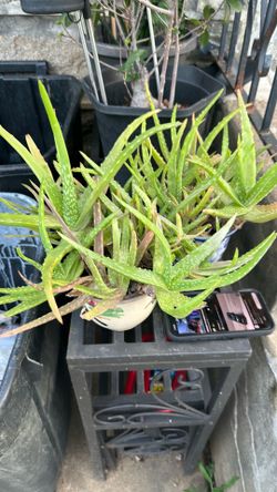 Aloe Vera plants