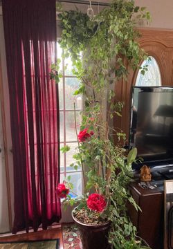 Beautiful real Bougainvillea 7 ft tall indoor ,outdoor plant