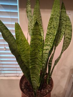 Snake Plant