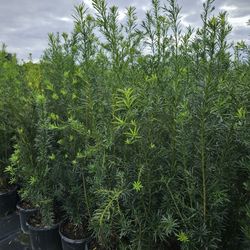 podocarpus  Over 5 feet tall Instant Privacy Hedge For Fence 