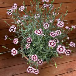 Carnations Flowers 