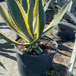 7 Gallon Americano Agave – Large, Hardy Desert Plant 🌵