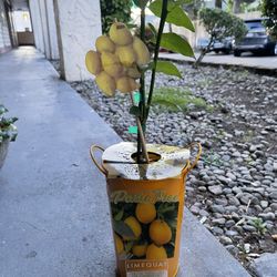 Limequat   Patio Tree