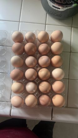 Fresh Eggs