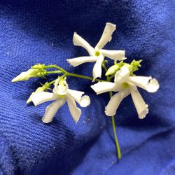 Large Fragrant Jasmine Plants, Only 2 Available 
