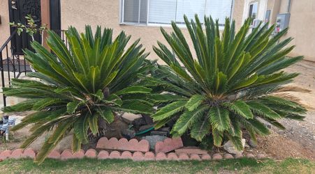 Sago Palms