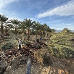 Medjool Date Palms