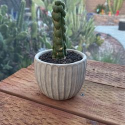 🌵 Eulychina Cactus • Rare Plants • Cacti 🌵 