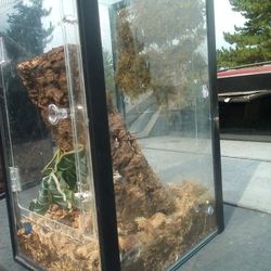 Lizard Aquarium 