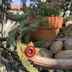 Lifesaver Succulents two different species